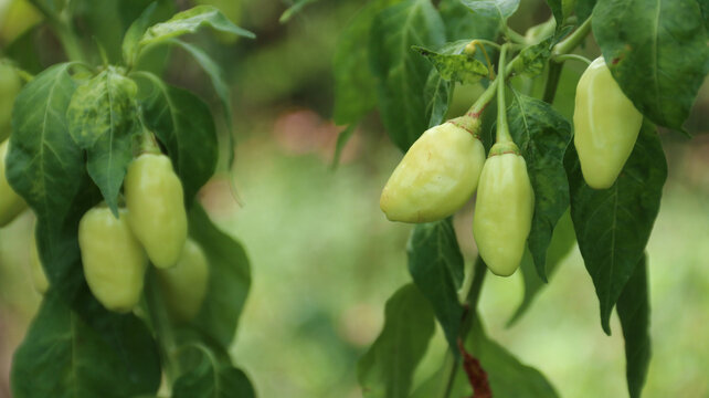 White cayenne pepper (Capsicum frutescens) or cabe rawit	