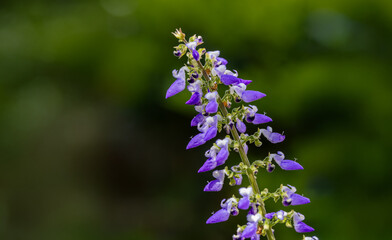 Obraz premium The lilac-colored flowers of the Coleus plant (Plectranthus scutellarioides).