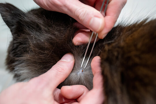 Removing tick from cat fur with tweezers during pet care and parasite prevention at home