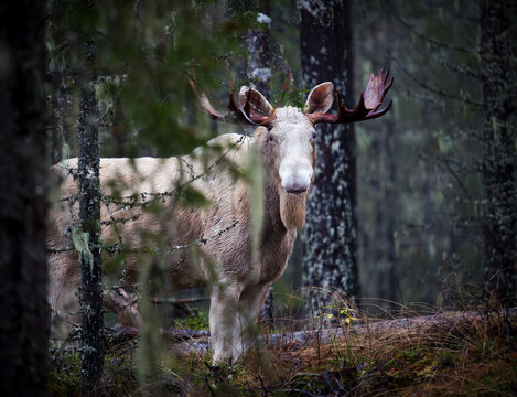 White moose standing amidst trees in forest