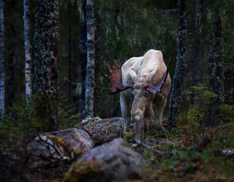 Beautiful view of white moose grazing in forest