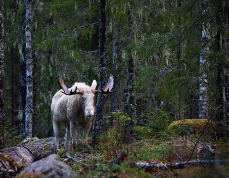 Large white moose standing amidst trees in forest