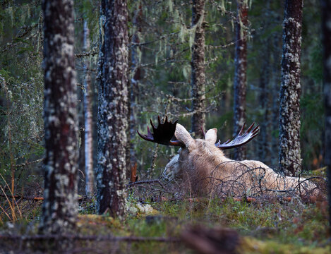 View of White Moose resting amidst trees in forest