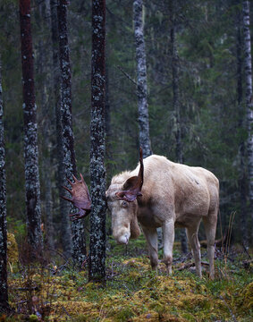 White Moose rubbing antlers on tree trunk in forest