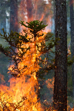 Plant burning in fire at forest