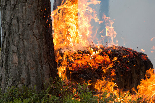 Flammable fire burning plant in forest