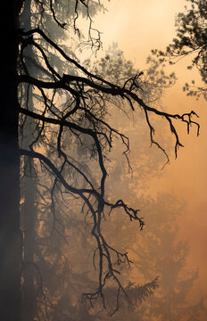 Tree branches without leaves in foggy forest at morning time