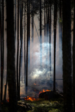 Smoke seen due to burning grass amidst trees in forest