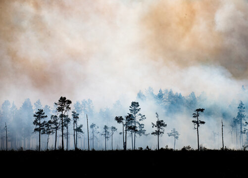 Trees and sky covered with smoke in forest