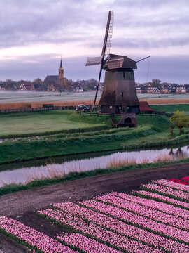 Aerial view of traditional windmills, bovenmolen G, along a canal with sheep grazing in green pastures and vibrant tulip fields under a cloudy sky in Schermerhorn, Netherlands.