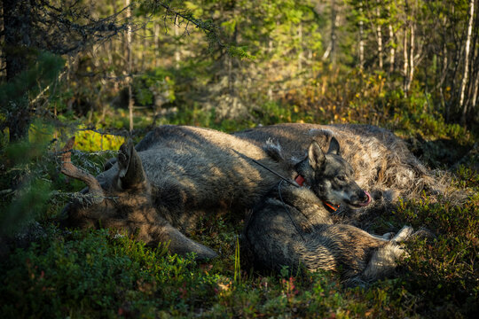 Hunter dog sitting near dead moose in forest