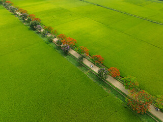 Fototapeta premium Elevated drone shot of a countryside lane bordered by flamboyant trees and rice paddies in Tan Chi village, Bac Ninh province.