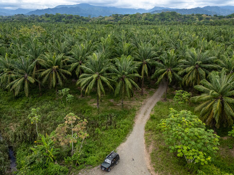 Aerial view of the Llorona Palm Fields with a black vehicle on a dirt road surrounded by dense palm trees and distant mountains in Quepos, Puntarenas, Costa Rica.