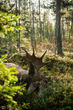 Dead moose lying on ground