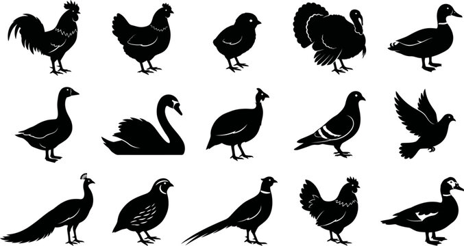 Black silhouettes of various birds on white background  rooster to duck and swan