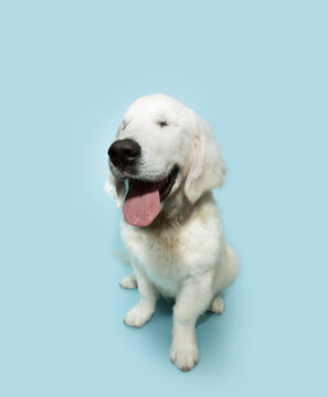 Happy puppy blind golden retriever dog sitting and smiling. Isolated on blue pastel background on summer or spring season