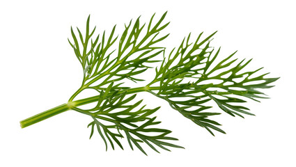 Fresh green dill sprig with feathery leaves, isolated on transparent background © pixogram