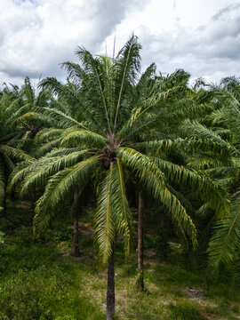 Aerial view of the Llorona Palm Fields with dense rows of tropical oil palms under a cloudy sky in Quepos, Provincia de Puntarenas, Costa Rica.