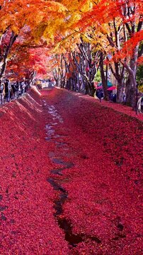 秋の真っ赤な紅葉回廊