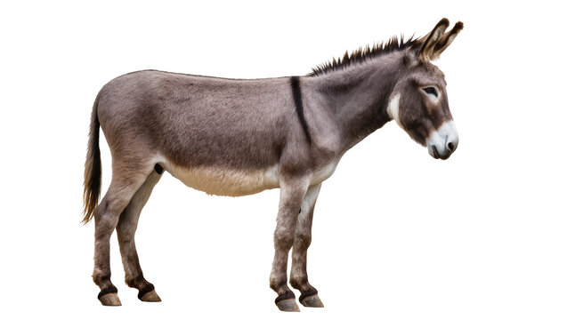 Gray donkey standing profile view, isolated on transparent background
