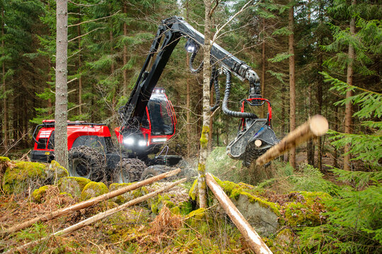 Feller buncher cutting tree logs in forest