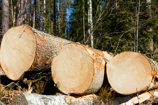 Stack of cut wood logs piled up on each other in forest