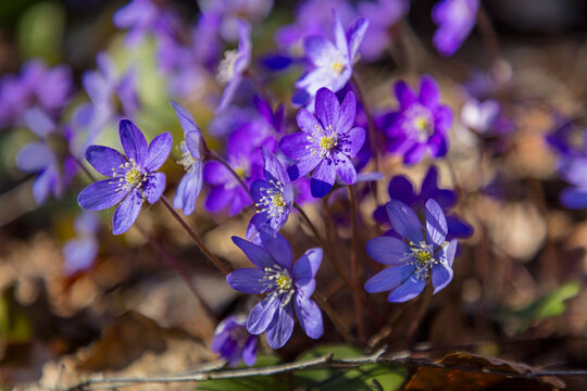 Close-up of Hepatica flowers blooming in garden at sunny day
