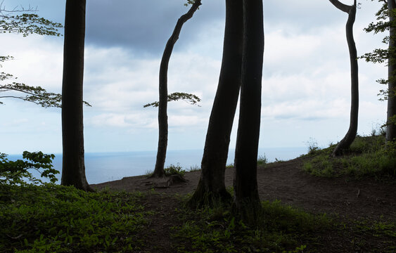 Scenic view of trees overlooking cloudy sky