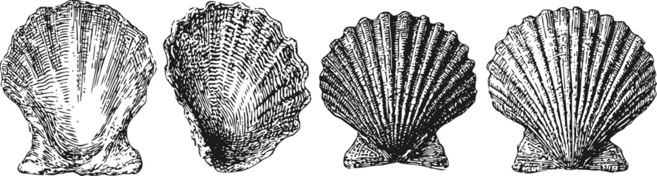 Vintage seashell engraving set hand drawn scallop shells detailed textured marine ocean shell collection vector illustration
