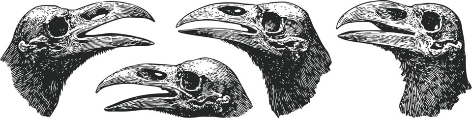 Fototapeta premium raven skull sketches raven skull head engraving black bird skeleton beak detailed monochrome etching vintage illustration