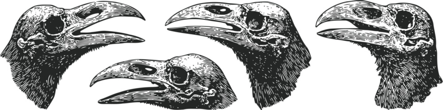 raven skull sketches raven skull head engraving black bird skeleton beak detailed monochrome etching vintage illustration