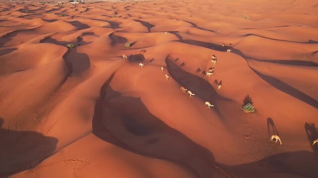 A drone over the sand dunes of the Dubai desert, where camels graze. Sunny summer day