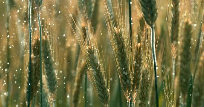 Slow motion close up of wheat ears standing in a field while rain falls gently between the stems. Concept of agriculture, natural growth, harvest season and organic farming.
