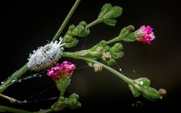 Mealybug pest resting on a flowering plant stem
