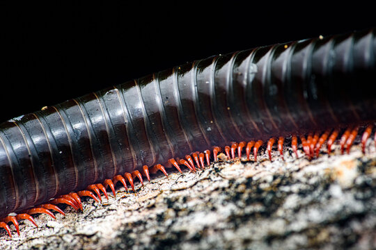 Millipede's segmented body with numerous legs crawling