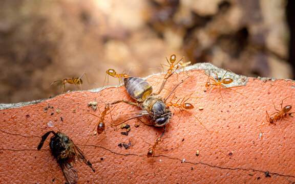 Red ants cooperating carrying dead bee prey