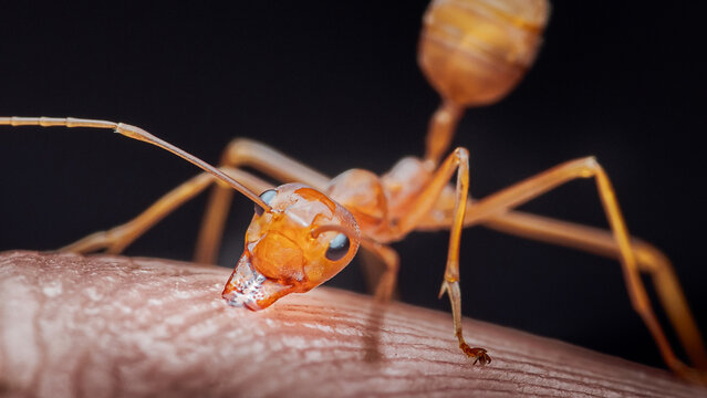 Red ant biting human skin macro closeup