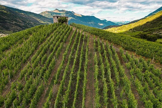 Aerial view of lush green vineyards on a rolling hill with a historic stone building overlooking the alpine valley and mountain peaks in Aymavilles, Aosta Valley, Italy.