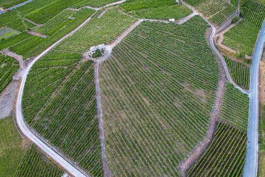Aerial view of lush green vineyards on a hillside with a small stone building and winding dirt paths Aymavilles, Aosta Valley, Italy.