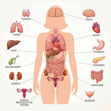 Human body anatomy illustration shows internal organs and systems