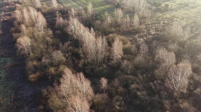 Aerial view of early spring landscape and bare trees