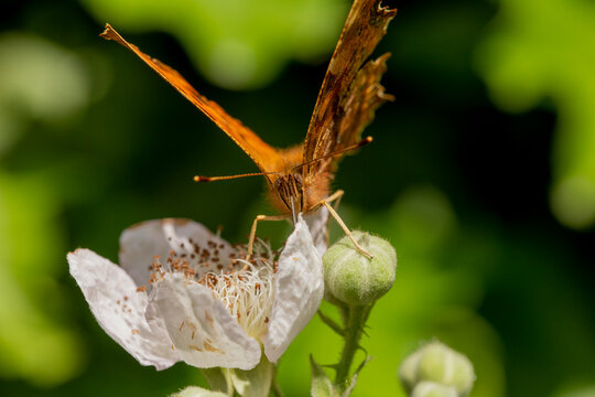 Comma Butterfly Polygonia c-album