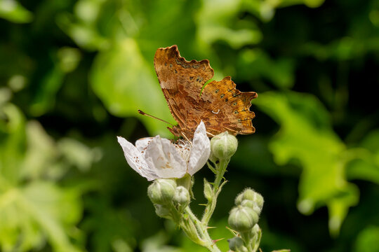 Comma Butterfly Polygonia c-album