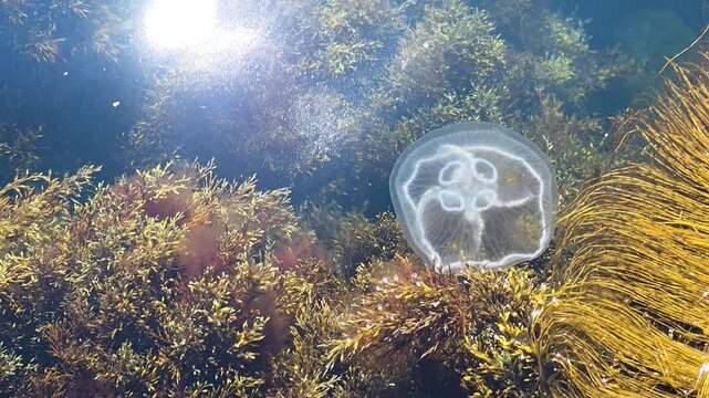 Moon jellyfish swimming gracefully with its translucent body through a vibrant underwater kelp forest and brown and green seaweed, creating a serene marine ecosystem scene