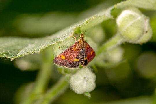 Mint Moth Pyrausta aurata