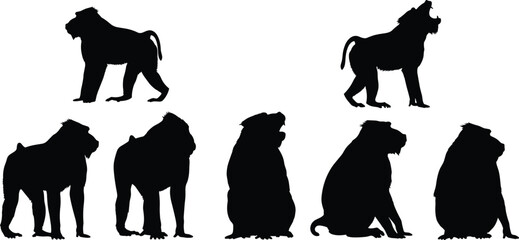 Mandrill baboon primate black silhouette vector set featuring various sitting and standing monkey shapes isolated on transparent background © Olivia