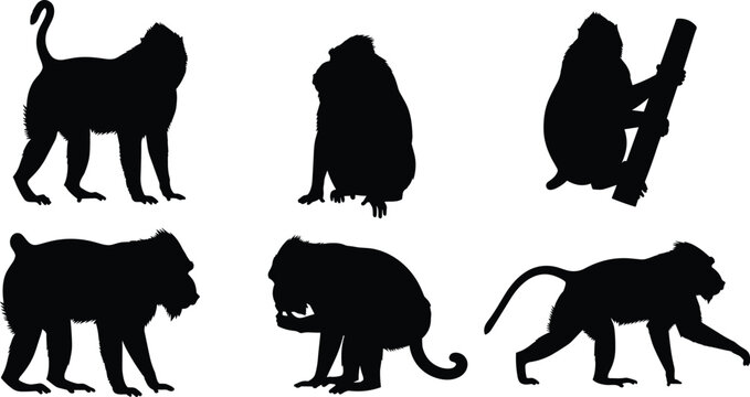 Mandrill baboon primate solid black silhouette vector collection featuring climbing and walking monkey shapes isolated on transparent background