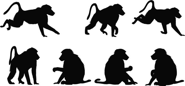 Baboon primate black silhouette vector set featuring various running and sitting wild monkey shapes isolated on transparent background