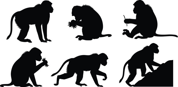 Gelada baboon primate black silhouette vector set featuring climbing and foraging wild monkey shapes isolated on transparent background