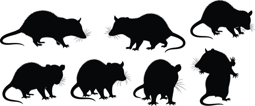 Opossum wild marsupial black silhouette vector collection featuring standing and crawling animal shapes isolated on transparent background